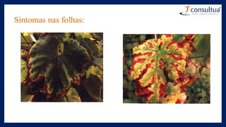 Sintomas nas folhas:
 