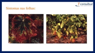 Sintomas nas folhas:
 