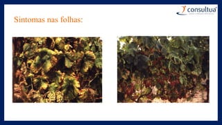 Sintomas nas folhas:
 