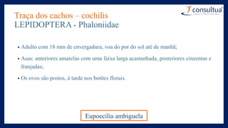 Traça dos cachos – cochilis
LEPIDOPTERA - Phaloniidae
• Adulto com 18 mm de envergadura, voa do por do sol até de manhã;
• Asas: anteriores amarelas com uma faixa larga acastanhada, posteriores cinzentas e
franjadas;
• Os ovos são postos, á tarde nos botões florais.
Eupoecilia ambiguela
 