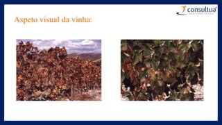 Aspeto visual da vinha:
 