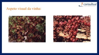 Aspeto visual da vinha:
 