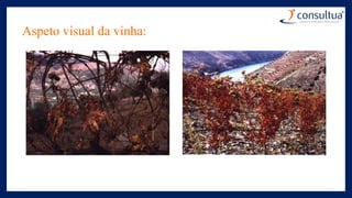 Aspeto visual da vinha:
 