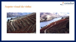 Aspeto visual da vinha:
 