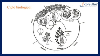 Ciclo biológico:
 