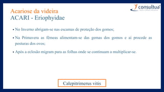 Acariose da videira
ACARI - Eriophyidae
• No Inverno abrigam-se nas escamas de proteção dos gomos;
• Na Primavera as fêmeas alimentam-se das gemas dos gomos e aí procede as
posturas dos ovos;
• Após a eclosão migram para as folhas onde se continuam a multiplicar-se.
Calepitrimerus vitis
 