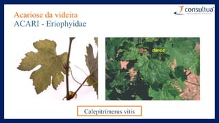 Acariose da videira
ACARI - Eriophyidae
Calepitrimerus vitis
 