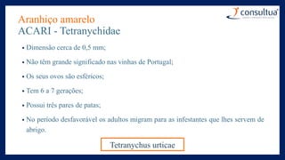 Aranhiço amarelo
ACARI - Tetranychidae
• Dimensão cerca de 0,5 mm;
• Não têm grande significado nas vinhas de Portugal;
• Os seus ovos são esféricos;
• Tem 6 a 7 gerações;
• Possui três pares de patas;
• No período desfavorável os adultos migram para as infestantes que lhes servem de
abrigo.
Tetranychus urticae
 