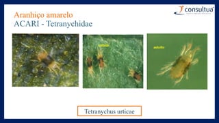 Aranhiço amarelo
ACARI - Tetranychidae
Tetranychus urticae
 