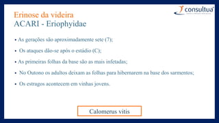 Erinose da videira
ACARI - Eriophyidae
• As gerações são aproximadamente sete (7);
• Os ataques dão-se após o estádio (C);
• As primeiras folhas da base são as mais infetadas;
• No Outono os adultos deixam as folhas para hibernarem na base dos sarmentos;
• Os estragos acontecem em vinhas jovens.
Calomerus vitis
 