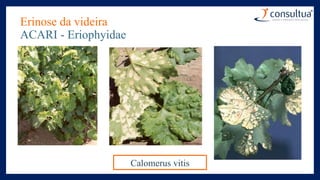 Erinose da videira
ACARI - Eriophyidae
Calomerus vitis
 