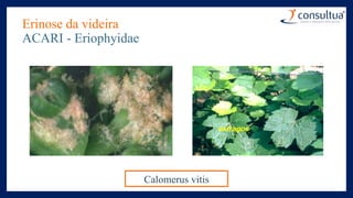 Erinose da videira
ACARI - Eriophyidae
Calomerus vitis
 