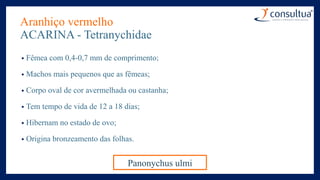 Aranhiço vermelho
ACARINA - Tetranychidae
• Fêmea com 0,4-0,7 mm de comprimento;
• Machos mais pequenos que as fêmeas;
• Corpo oval de cor avermelhada ou castanha;
• Tem tempo de vida de 12 a 18 dias;
• Hibernam no estado de ovo;
• Origina bronzeamento das folhas.
Panonychus ulmi
 