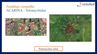 Aranhiço vermelho
ACARINA - Tetranychidae
Panonychus ulmi
 