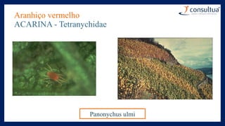 Aranhiço vermelho
ACARINA - Tetranychidae
Panonychus ulmi
 