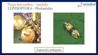 Traça dos cachos – cochilis
LEPIDOPTERA - Phaloniidae
Eupoecilia ambiguela
 