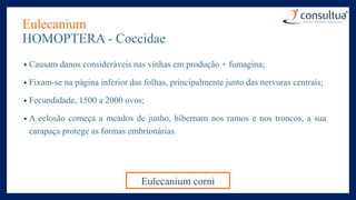 Eulecanium
HOMOPTERA - Coccidae
• Causam danos consideráveis nas vinhas em produção + fumagina;
• Fixam-se na página inferior das folhas, principalmente junto das nervuras centrais;
• Fecundidade, 1500 a 2000 ovos;
• A eclosão começa a meados de junho, hibernam nos ramos e nos troncos, a sua
carapaça protege as formas embrionárias.
Eulecanium corni
 