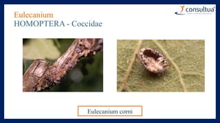Eulecanium
HOMOPTERA - Coccidae
Eulecanium corni
 