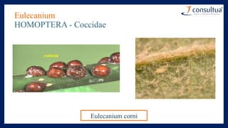 Eulecanium
HOMOPTERA - Coccidae
Eulecanium corni
 
