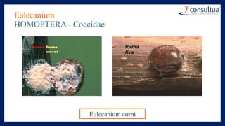 Eulecanium
HOMOPTERA - Coccidae
Eulecanium corni
 