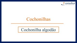 Cochonilhas
Cochonilha algodão
 