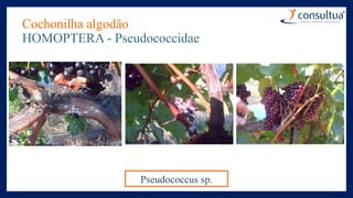 Cochonilha algodão
HOMOPTERA - Pseudococcidae
Pseudococcus sp.
 