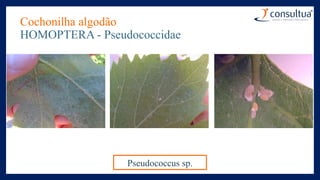 Cochonilha algodão
HOMOPTERA - Pseudococcidae
Pseudococcus sp.
 