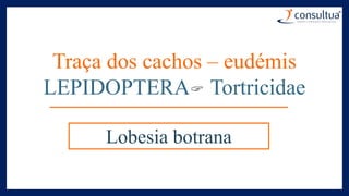 Traça dos cachos – eudémis
LEPIDOPTERA Tortricidae
Lobesia botrana
 