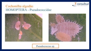 Cochonilha algodão
HOMOPTERA - Pseudococcidae
Pseudococcus sp.
 