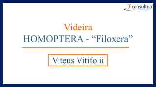 Videira
HOMOPTERA - “Filoxera”
Viteus Vitifolii
 