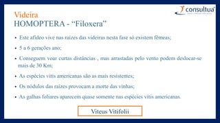 Videira
HOMOPTERA - “Filoxera”
• Este afídeo vive nas raízes das videiras nesta fase só existem fêmeas;
• 5 a 6 gerações ano;
• Conseguem voar curtas distâncias , mas arrastadas pelo vento podem deslocar-se
mais de 30 Km;
• As espécies vítis americanas são as mais resistentes;
• Os nódulos das raízes provocam a morte das vinhas;
• As galhas foliares aparecem quase somente nas espécies vítis americanas.
Viteus Vitifolii
 