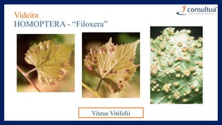 Videira
HOMOPTERA - “Filoxera”
Viteus Vitifolii
 