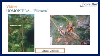 Videira
HOMOPTERA - “Filoxera”
Viteus Vitifolii
 