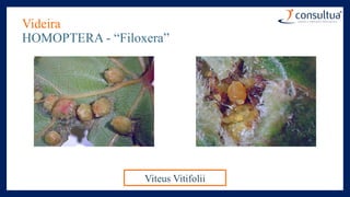 Videira
HOMOPTERA - “Filoxera”
Viteus Vitifolii
 