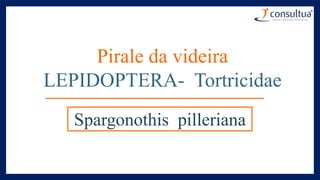 Pirale da videira
LEPIDOPTERA- Tortricidae
Spargonothis pilleriana
 