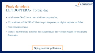 Pirale da videira
LEPIDOPTERA- Tortricidae
• Adulto com 20 a25 mm, tem atividade crepuscular;
• Fecundidade média 200 a 250 ovos que são postos na página superior da folha;
• Um geração por ano:
• Danos: na primavera as folhas das extremidades das videiras podem ser totalmente
destruídas.
Spargonothis pilleriana
 