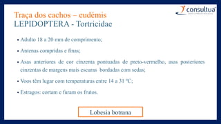 Traça dos cachos – eudémis
LEPIDOPTERA - Tortricidae
• Adulto 18 a 20 mm de comprimento;
• Antenas compridas e finas;
• Asas anteriores de cor cinzenta pontuadas de preto-vermelho, asas posteriores
cinzentas de margens mais escuras bordadas com sedas;
• Voos têm lugar com temperaturas entre 14 a 31 ºC;
• Estragos: cortam e furam os frutos.
Lobesia botrana
 