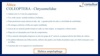 Áltica
COLEOPTERA - Chrysomelidae
• Adulto com 4 a 5 mm de comprimento;
• Cor verde escura azulada metálica e brilhante;
• Patas posteriores muito desenvolvidas daí o grande poder de salto e a facilidade de mobilidade;
• Os estragos conferem a folha um aspeto rendilhado;
• Larvas de cor amarelo pardo tornam-se cada vez mais negras ao atingirem o ultimo instar;
• Popas de cor alaranjada com 4 mm de comprimento;
• Ovos amarelo alaranjados dispostos ao alto em grupo de nº variável, na página inferior das folhas da videira;
• Os adultos hibernam nas folhas mortas, debaixo das pedras, nas fendas da própria cepa, em Abril começam a roer
as folhas;
• A postura dos ovos seguem-se o acasalamento.
Haltica ampelophaga
 