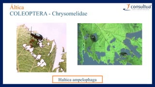 Áltica
COLEOPTERA - Chrysomelidae
Haltica ampelophaga
 