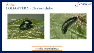 Áltica
COLEOPTERA - Chrysomelidae
Haltica ampelophaga
 