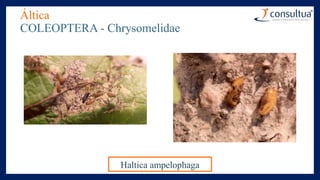 Áltica
COLEOPTERA - Chrysomelidae
Haltica ampelophaga
 