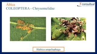 Áltica
COLEOPTERA - Chrysomelidae
Haltica ampelophaga
 