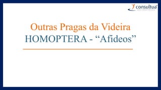 Outras Pragas da Videira
HOMOPTERA - “Afideos”
 