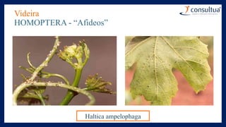 Videira
HOMOPTERA - “Afideos”
Haltica ampelophaga
 