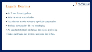 Lagarta Boarmia
• 4 a 5 mm de envergadura;
• Asas cinzentas acastanhadas;
• Voo: durante a noite e durante o período corpuscular;
• Período corpuscular dá-se a copulação;
• As lagartas hibernam nas fendas das cascas e no solo;
• Danos destruição dos gomos e consumo das folhas.
 