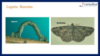 Lagarta Boarmia
 
