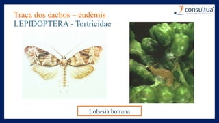 Traça dos cachos – eudémis
LEPIDOPTERA - Tortricidae
Lobesia botrana
 