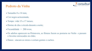 Pedroto da Vinha
• Tamanho 8 a 14 mm;
• Cor negro-acinzentada;
• Tempo: vida 15 a 17 meses;
• Dorme de dia e circula durante a noite;
• Fecundidade + 280 ovos;
• Os adultos aparecem na Primavera, as fêmeas fazem as posturas no Verão e passam
o Inverno enroscados no chão;
• Danos : atacam as raízes e cortam gomos e cachos.
 