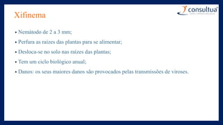 Xifinema
• Nemátodo de 2 a 3 mm;
• Perfura as raízes das plantas para se alimentar;
• Desloca-se no solo nas raízes das plantas;
• Tem um ciclo biológico anual;
• Danos: os seus maiores danos são provocados pelas transmissões de viroses.
 