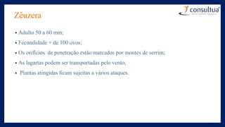 Zêuzera
• Adulto 50 a 60 mm;
• Fecundidade + de 100 ovos;
• Os orifícios de penetração estão marcados por montes de serrim;
• As lagartas podem ser transportadas pelo vento;
• Plantas atingidas ficam sujeitas a vários ataques.
 